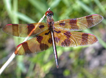 Halloween Pennant Halloween Pennant
